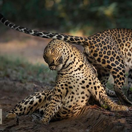 فندق Wilpattu Wildhideaway Galkadawala المظهر الخارجي الصورة