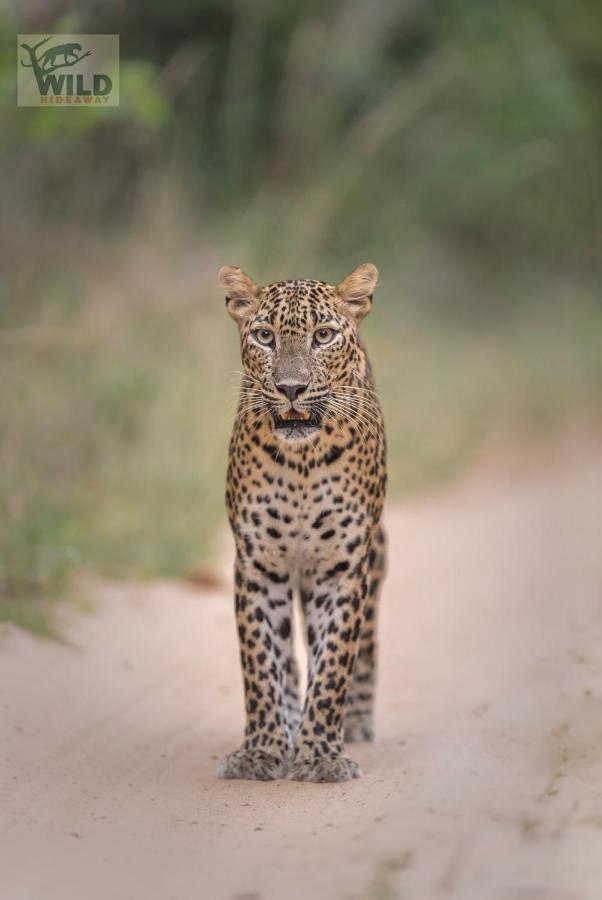 فندق Wilpattu Wildhideaway Galkadawala المظهر الخارجي الصورة