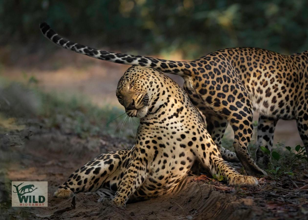 فندق Wilpattu Wildhideaway Galkadawala المظهر الخارجي الصورة