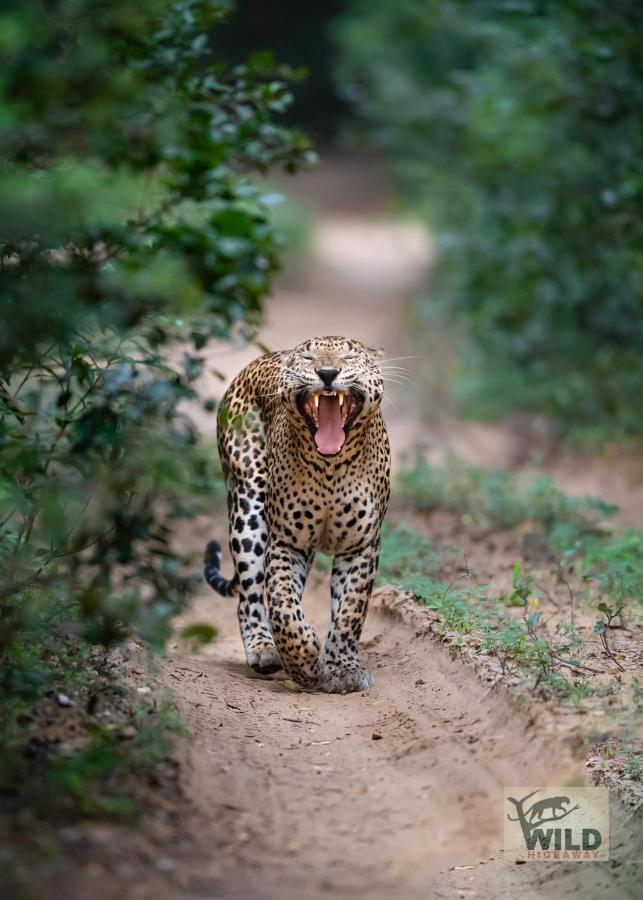 فندق Wilpattu Wildhideaway Galkadawala المظهر الخارجي الصورة