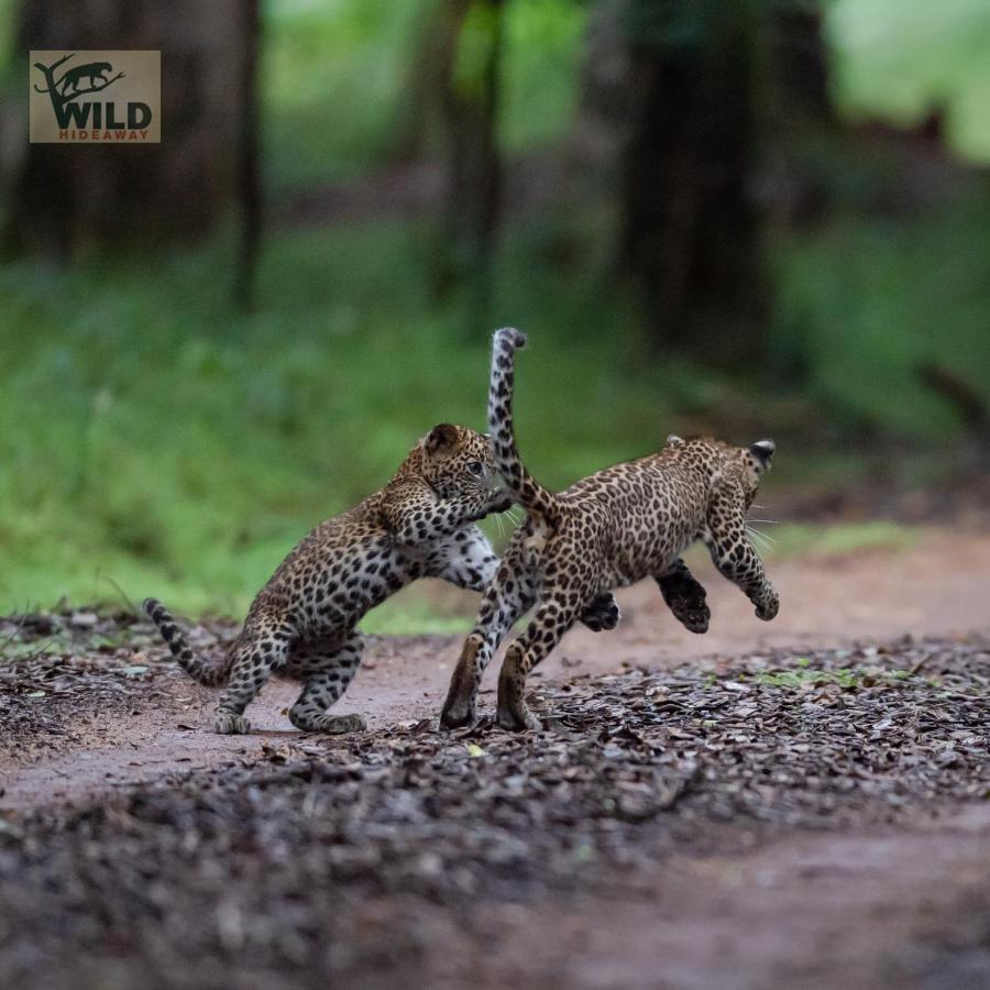 فندق Wilpattu Wildhideaway Galkadawala المظهر الخارجي الصورة